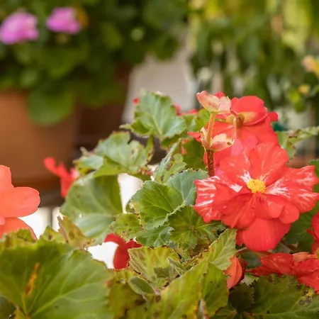 Gruene Oase Apartmán Friedrichshafen